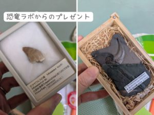 スキージャム勝山から恐竜ROOM宿泊者へプレゼント