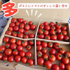ポスト投函されたソムリエトマトがぎっしり！